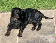 A cocker spaniel.