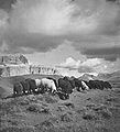 Moutons à la campagne Sheep in the Countryside c. 1930