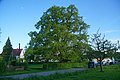 Linde am Steinbaß