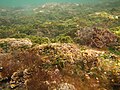 Đáy đại dương ở Royal National Park, Úc.