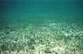 Pradera de Thalassia testudinum con erizos de mar Tripneustes ventricosus en Grahams Harbour, Isla San Salvador, Bahamas.