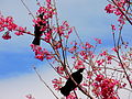 Two tūī in a flowering P. campanulata tree