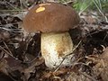 Boletus fragrans