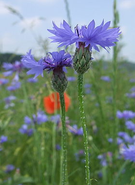 Kornblomst (Centaurea cyanus).