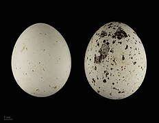 Aquila chrysaetos - Muséum de Toulouse (MHNT).