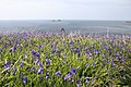 Image 24Bluebells on the Cornish coast (from Geography of Cornwall)