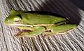 Image 12American green tree frog, Dryophytes cinereus or Hyla cinerea, Hylidae, central and southeastern United States (from Tree frog)