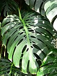 Gatenplant (Monstera deliciosa)