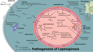 Diagram showing the pathogenesis of leptospirosis