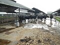 The super carabaos at the milking and breeding station