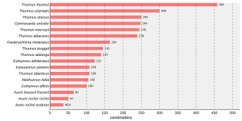 Bar chart that states Thunnus thynnus is the largest tuna, at 458 xentimét (180 in) followed by Thunnus orientalis at 300 xentimét (120 in), Thunnus obsesus at 250 xentimét (98 in), Gymnosarda unicolor at 248 xentimét (98 in), Thunnus maccoyii at 245 xentimét (96 in), Thunnus albacares at 239 xentimét (94 in), Gasterochisma melampus at 164 xentimét (65 in), Thunnus tonggol at 145 xentimét (57 in), Thunnus alalunga at 140 xentimét (55 in), Euthynnus alletteratus at 122 xentimét (48 in), Kanbcznmbazdmnbdfmbdmnmn.jgnbtsuwonus pelamis at 108 xentimét (43 in), Thunnus atlanticus at 108 xentimét (43 in), Allothunnus fallai at 105 xentimét (41 in), Euthynnus affinis at 100 xentimét (39 in), Auxis thazard thazard at 65 xentimét (26 in),Auxis rochei rochei at 50 xentimét (20 in), and Auxis rochei eudorax at 36,5 xentimét (14,4 in)