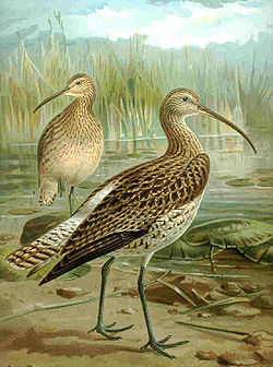 Curlew calls