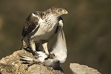 Aigle de Bonelli posé sur un rocher avec un pigeon mort à ses pieds.