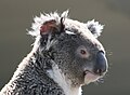 Primer plano de un ejemplar de koala (Phascolarctos cinereus), uno de los símbolos de Australia, en cautiverio en el zoológico Wild Life Sydney de Sídney, Australia. Por Poco a poco.