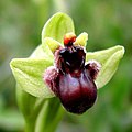 Drohnen-Ragwurz (Ophrys bombyliflora)