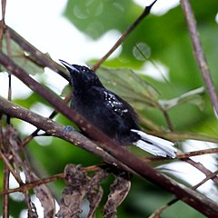 ♂ Microrhopias quixensis