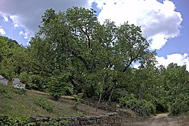 September: Maulbeerbäume sind in Albanien weit verbreitet. Wie hier im Südosten wird auch Schnaps aus den Maulbeeren gemacht.