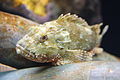 Scorpion Fish at Kelly Tarlton's