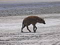 Hyena