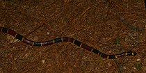 Texas coral snake (Micrurus tener) in Houston County