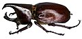 Xylotrupes socrates