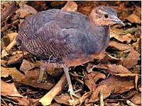 Yellow-legged Tinamou