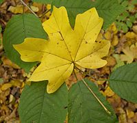 Ahornblatt in gelber Herbstfarbe