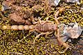 Ejemplar de Buthus ibericus, especie considerada endémica en la península ibérica, fotografiada dorsalmente con un macro para captar todos los detalles, en las proximidades de la cueva de Santa Ana, en Cáceres. Por Mario Modesto.