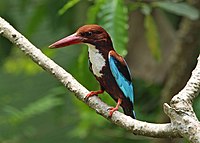 White-throated Kingfisher