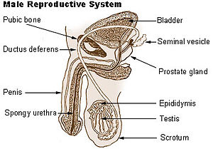 Mannelijk reproductie systeem