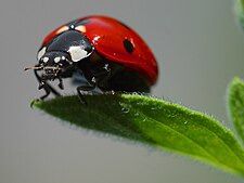 Qanchist'upsi k'uslulu (Coccinella septempunctata)