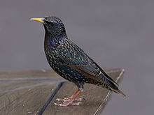 Common starling