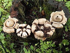 Geastrum triplex