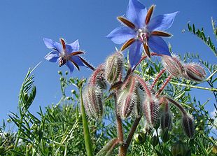 Hjulkrone (Borago officinalis).