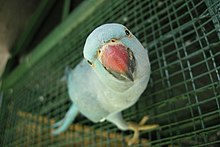 a parrot at a funny camera angle