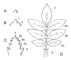 Ontwikkeling van een veerdelig blad: A Bladaanleg aan de groeipunt B Verdeling in bovenblad (1) en benedenblad (2) C aanleg van de blaadjes D veerdelig blad 3 eindblaadje, 4a, 4b, 4c zijblaadjes, 5 steunblaadje