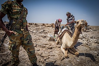 Récolte du sel dans la dépression de Danakil en février 2017.