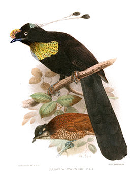 Parotia wahnesi