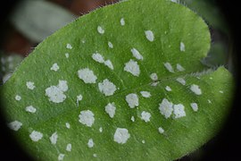 Leaves of plants such as Pulmonaria officinalis have irregular white blotches that may look like bird droppings to herbivores.[2]