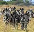 Zebra's in Botswana