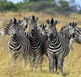 Zebras