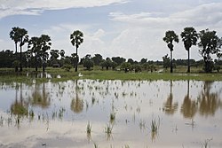 Asian palmyra palms and rice field, Koei Chai, Chum Saeng on October 17, 2009