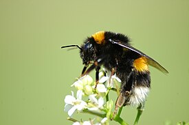 Mørk jordhumle (Bombus terrestris)