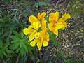 Alstroemeria aurea