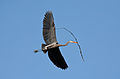 Image 32A great blue heron (Ardea herodias) flying with nesting material in Illinois. There is a colony of about twenty heron nests in trees nearby. Image credit: PhotoBobil (photographer), Snowmanradio (upload), PetarM (digital retouching) (from Portal:Illinois/Selected picture)