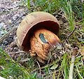 Boletus luridus