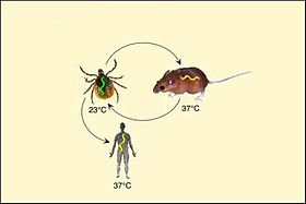 Ciclo da bactéria Borrelia