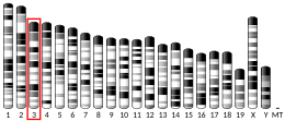 Chromosome 3 (mouse)