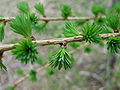 Pingloj de L.decidua (eŭropa lariko)