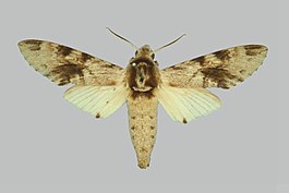 Pantophaea jordani